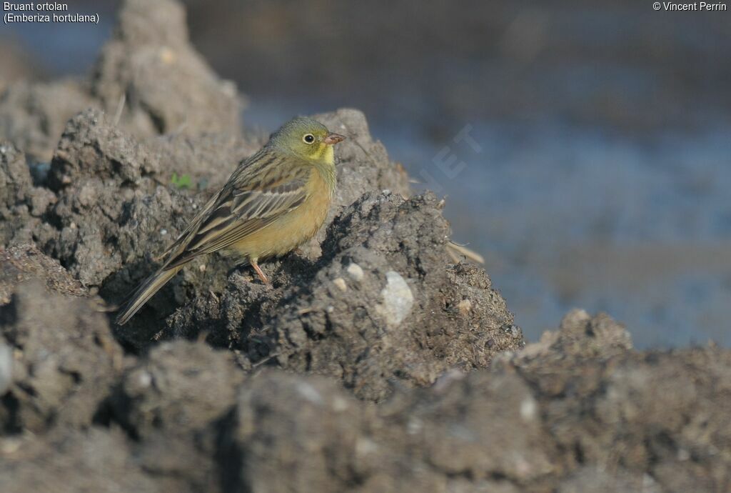 Ortolan Bunting male adult