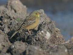 Ortolan Bunting