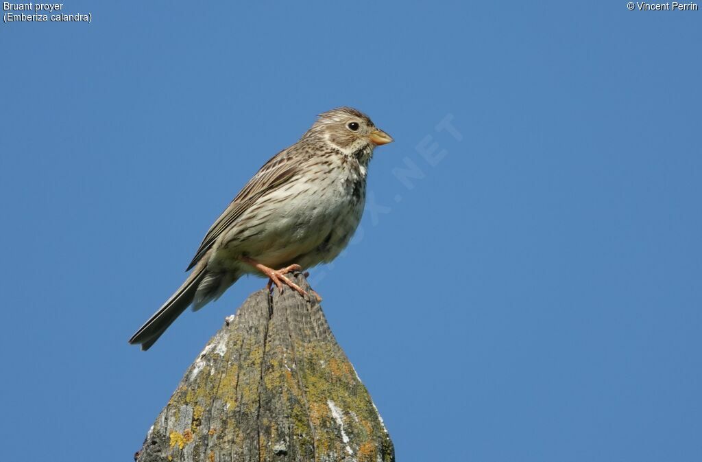 Corn Bunting male adult, song