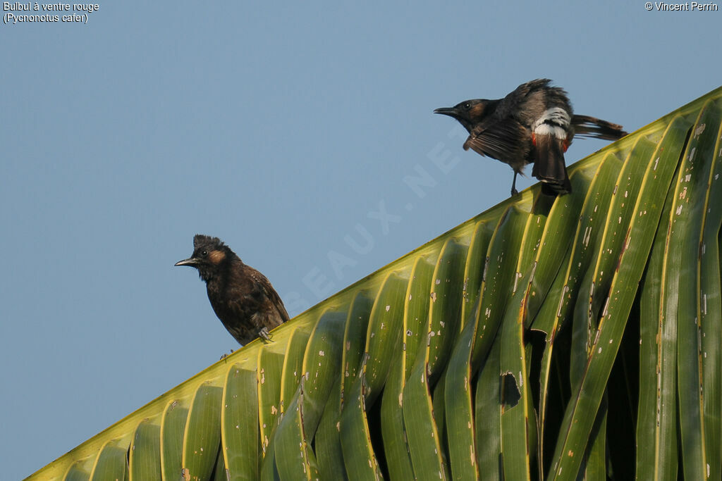 Bulbul à ventre rougeadulte