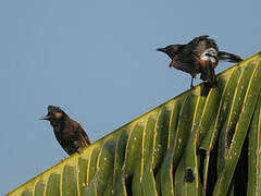 Red-vented Bulbul