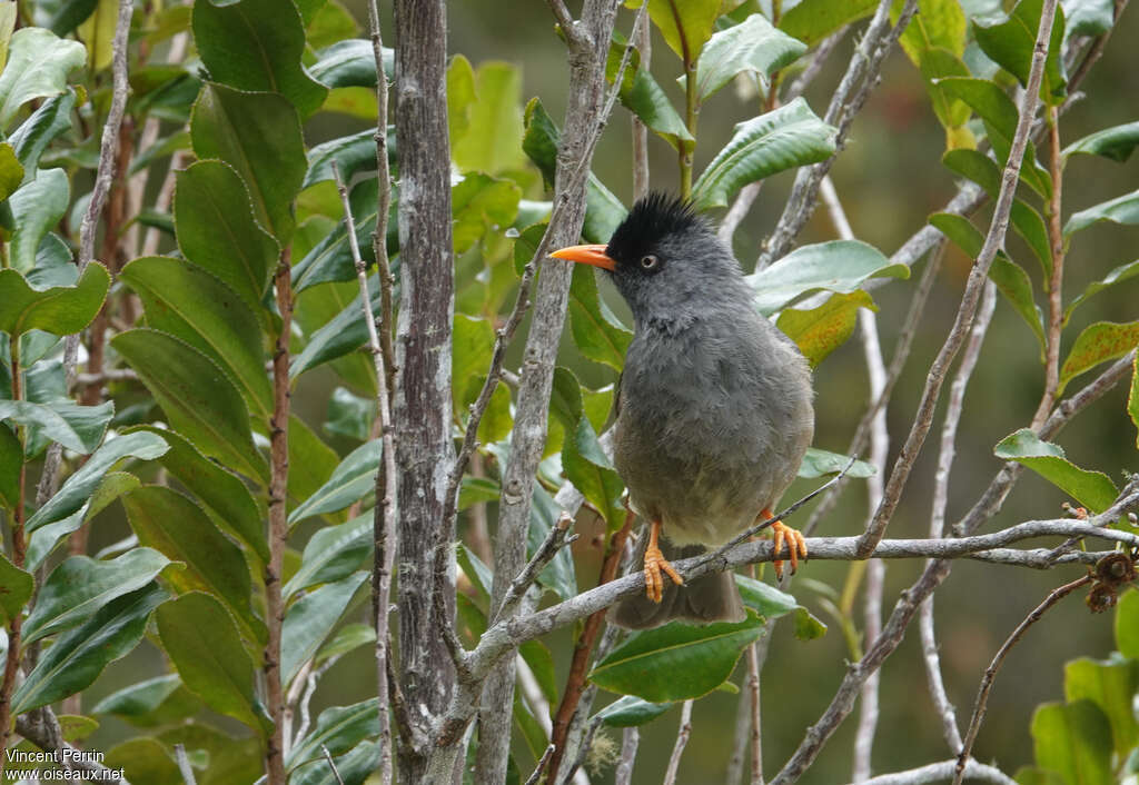 Bulbul de Bourbonadulte, Comportement