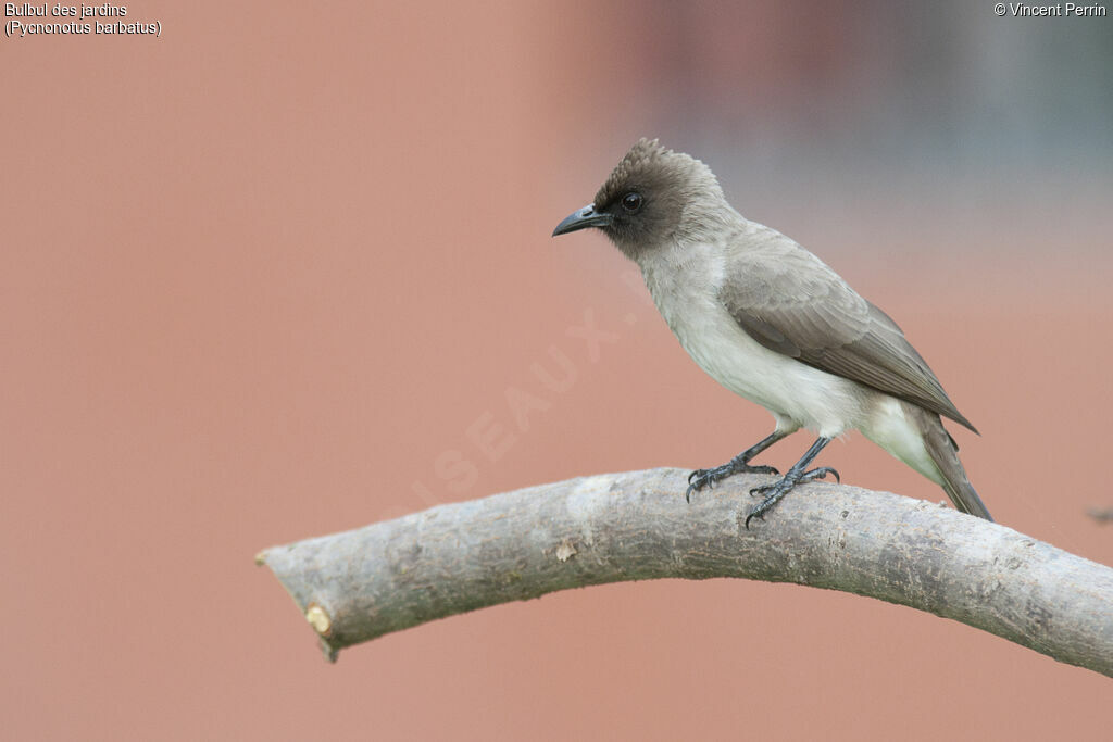 Common Bulbul