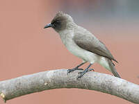 Bulbul des jardins