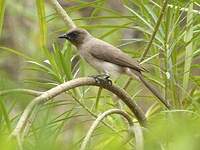 Bulbul des jardins