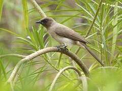 Bulbul des jardins