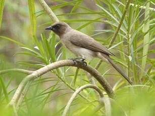 Bulbul des jardins