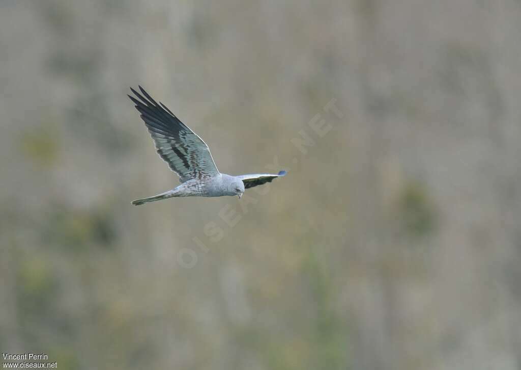 Montagu's Harrier male adult, fishing/hunting