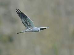 Montagu's Harrier