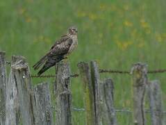 Montagu's Harrier