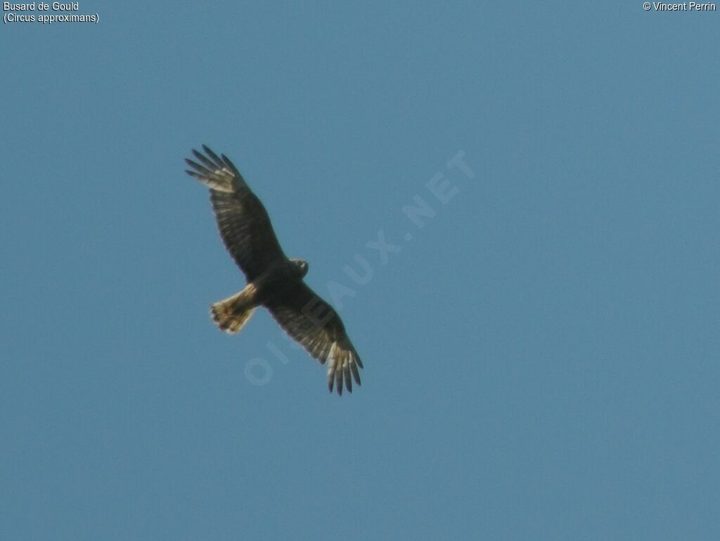 Swamp Harrier