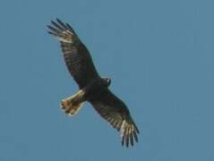 Swamp Harrier