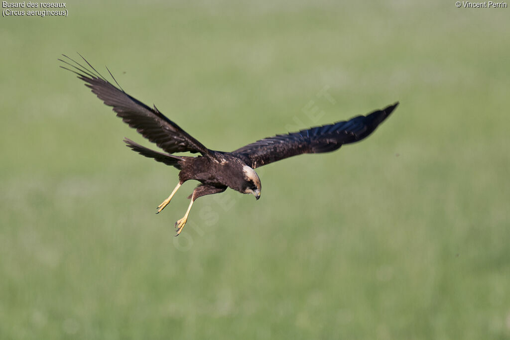 Western Marsh HarrierFirst year