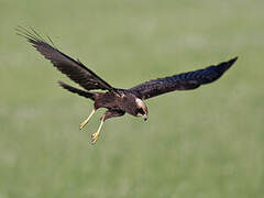 Western Marsh Harrier