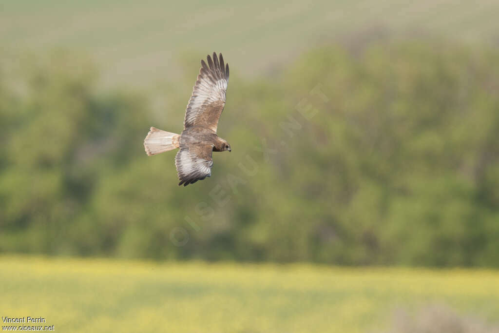 Western Marsh Harrier male immature, pigmentation