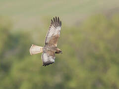 Western Marsh Harrier