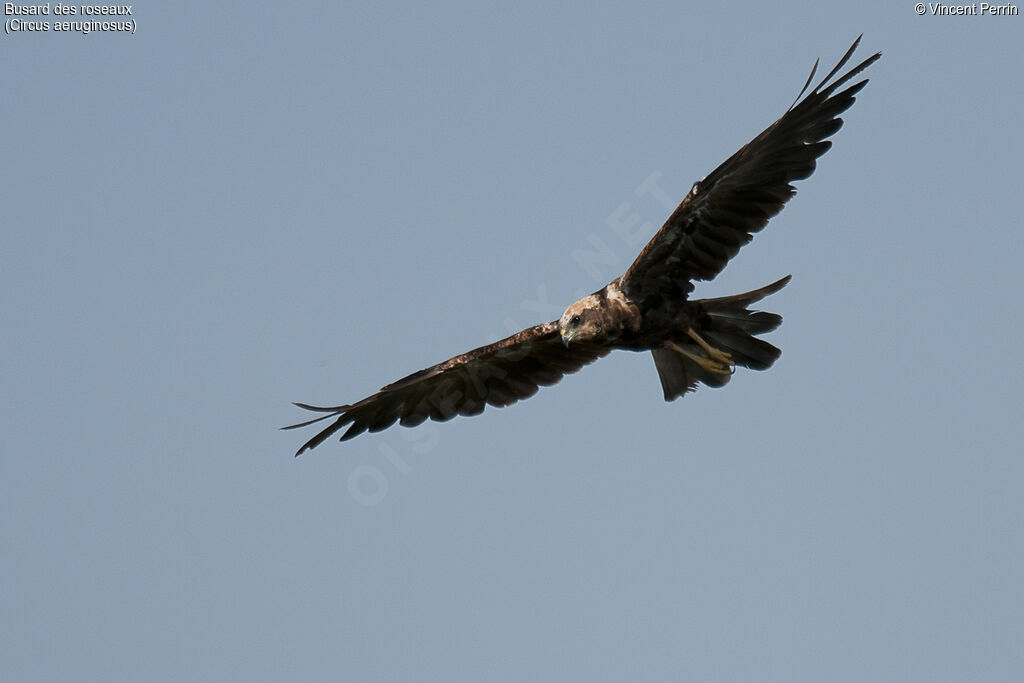 Western Marsh HarrierFirst year, Flight