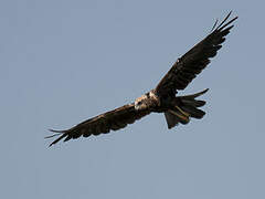 Western Marsh Harrier