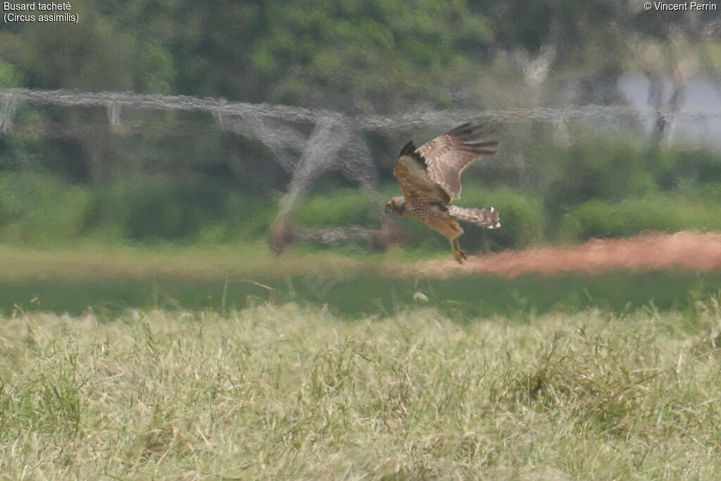 Spotted Harrieradult