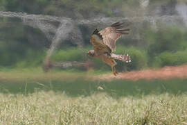 Spotted Harrier