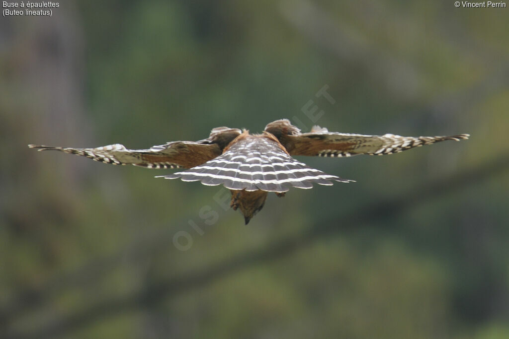 Red-shouldered Hawkadult