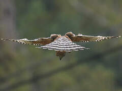 Red-shouldered Hawk