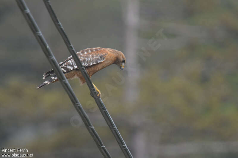 Red-shouldered Hawkadult, fishing/hunting