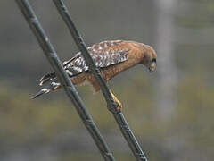 Red-shouldered Hawk