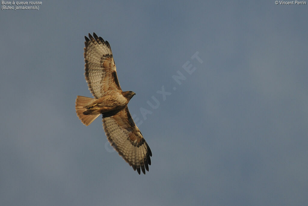 Red-tailed Hawkadult