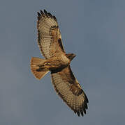 Red-tailed Hawk