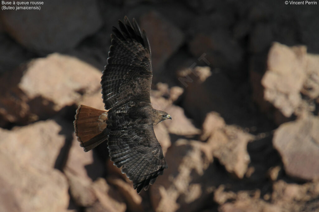 Red-tailed Hawkadult