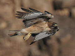 Red-tailed Hawk