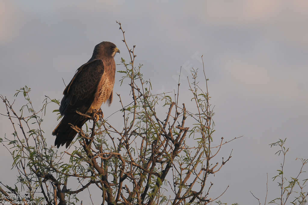 Swainson's Hawkadult, identification