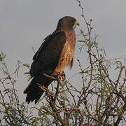 Swainson's Hawk