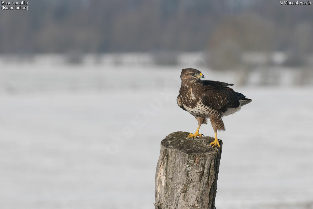 Common Buzzard