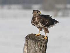 Common Buzzard