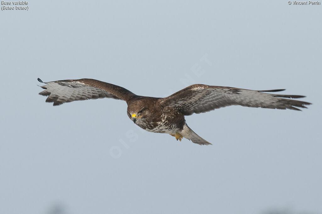 Common Buzzard, Flight