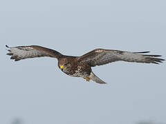 Common Buzzard