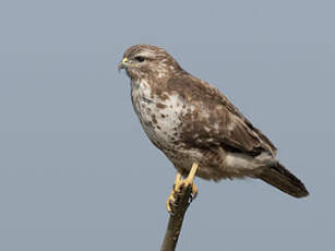 Buse variable