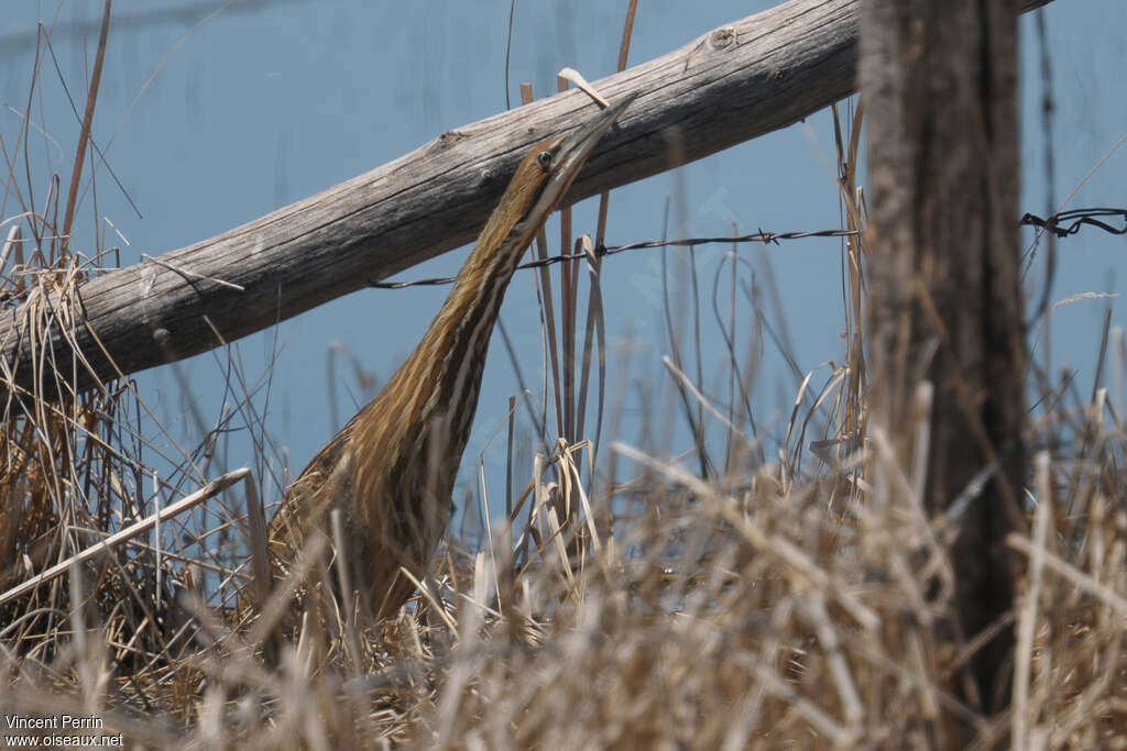 American Bitternadult, habitat, camouflage, pigmentation