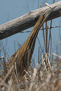 American Bittern