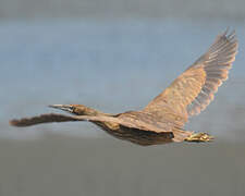 American Bittern