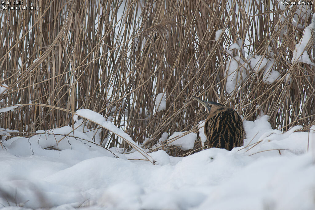 Eurasian Bittern