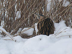 Eurasian Bittern