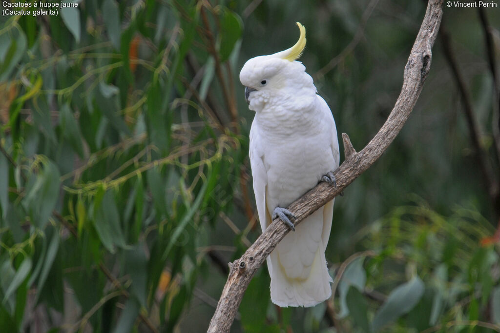 Sulphur-crested Cockatoo