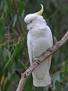 Sulphur-crested Cockatoo