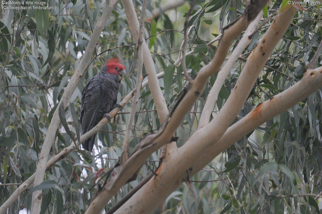 Cacatoès à tête rouge mâle adulte