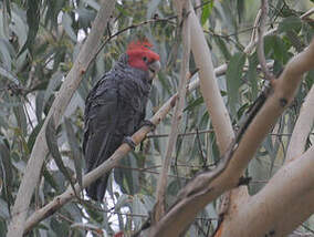 Cacatoès à tête rouge