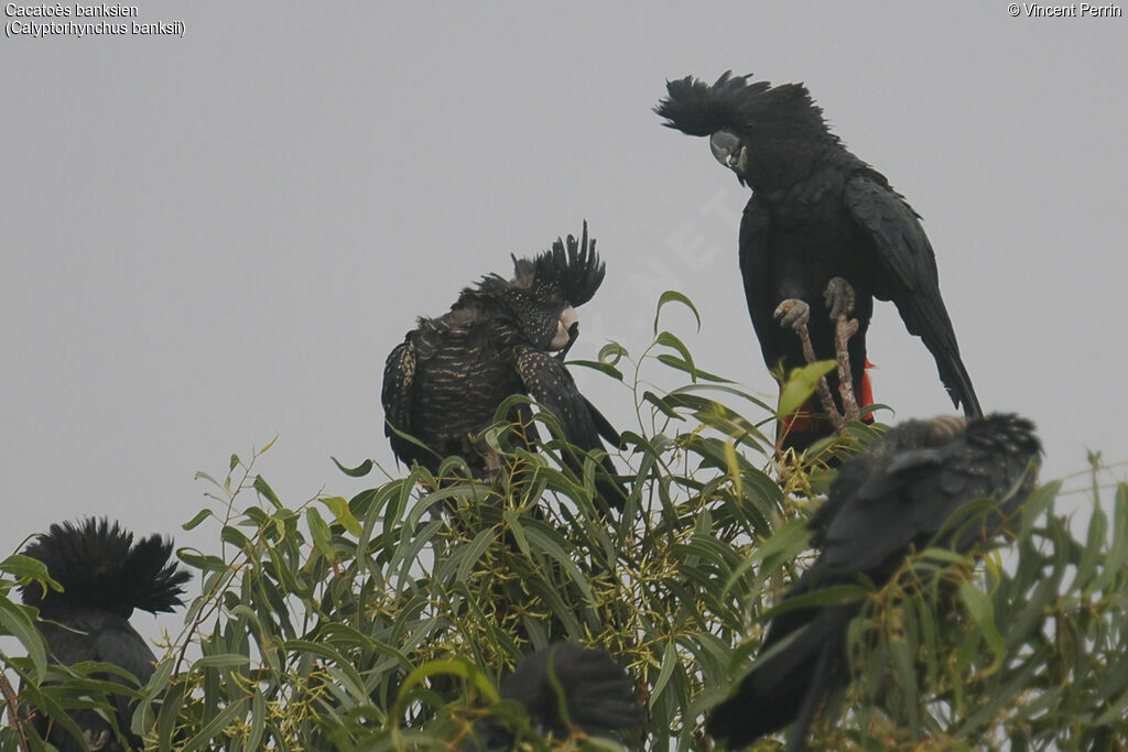 Red-tailed Black Cockatoo