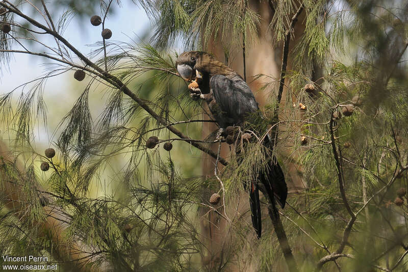 Glossy Black Cockatoo male adult